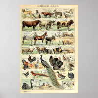 Vintage domestizierte Tiere von Adolphe Millot