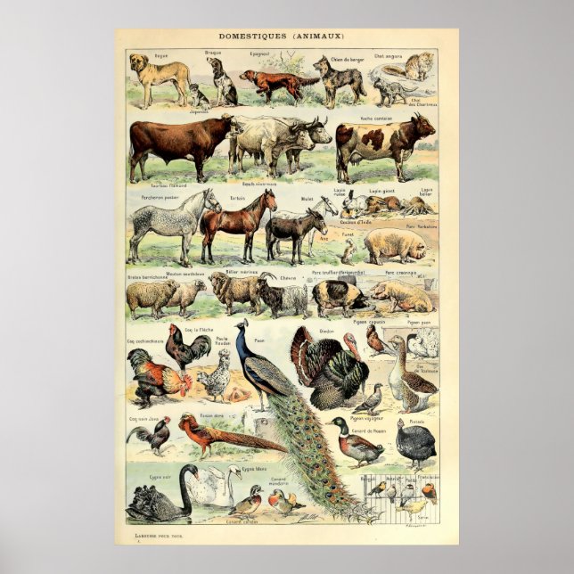 Vintage domestizierte Tiere von Adolphe Millot Poster (Vorne)