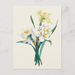 Vintage Double Narcissus Botanische Illustration Postkarte