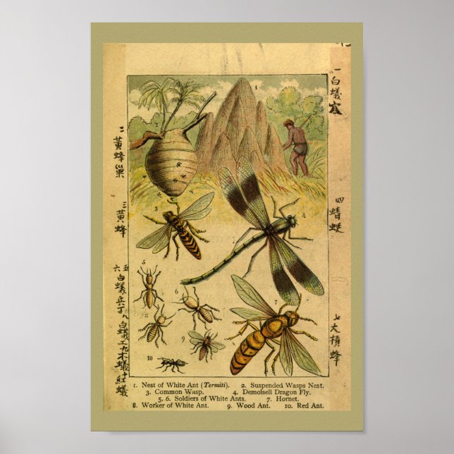 Vintage Drachenfliegeninsekten - Naturgeschichte Poster (Vorne)