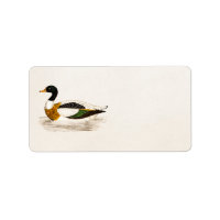 Vintage Drake Duck Illustration aus dem 18. Jahrhu
