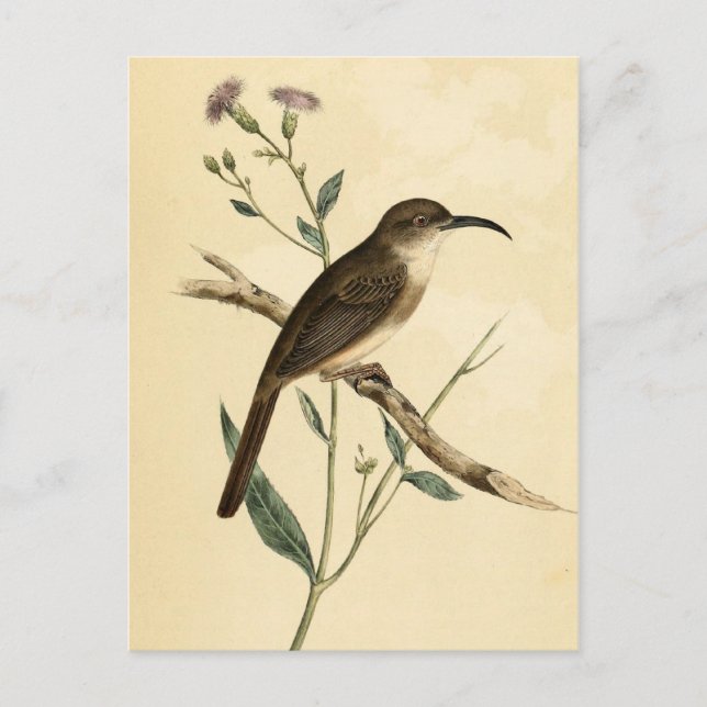 Vintage Drossel Vogel Postkarte (Vorderseite)