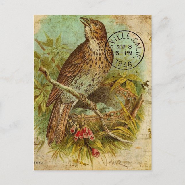 Vintage Drossel Vogel Postkarte (Vorderseite)