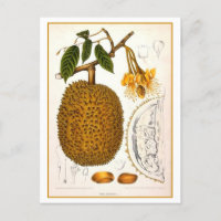 Vintage Durian Botanical Illustration