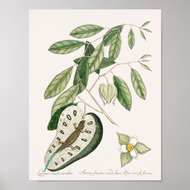 Vintage-Echsen-Illustration Poster (Vorne)