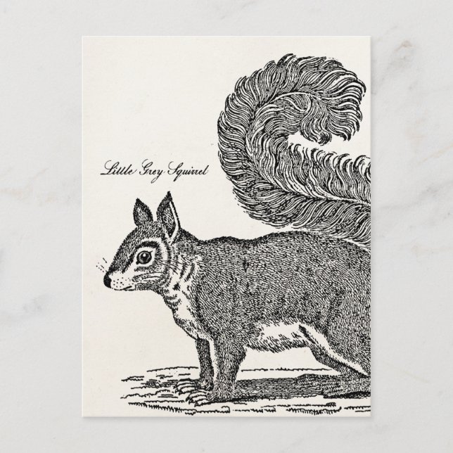 Vintage Eichhörnchen-Illustration - Eichhörnchen a Postkarte (Vorderseite)