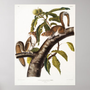 Vintage Eichhörnchen-Illustration Poster
