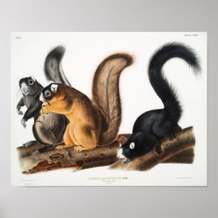 Vintage Eichhörnchen-Illustration Poster