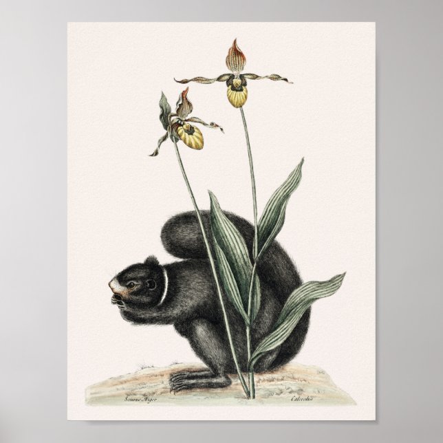 Vintage Eichhörnchendarstellung Poster (Vorne)