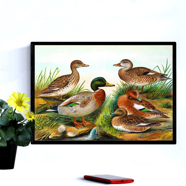 Vintage Enten am Teich 3 Poster (Von Creator hochgeladen)