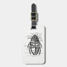 Vintage Entomologie Hydrophilidae