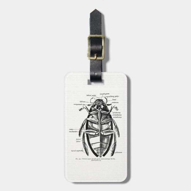 Vintage Entomologie Hydrophilidae Gepäckanhänger (Vorderseite vertikal)