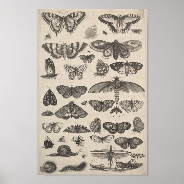 Vintage Entomologie Lepidoptera Insekten Poster (Vorne)