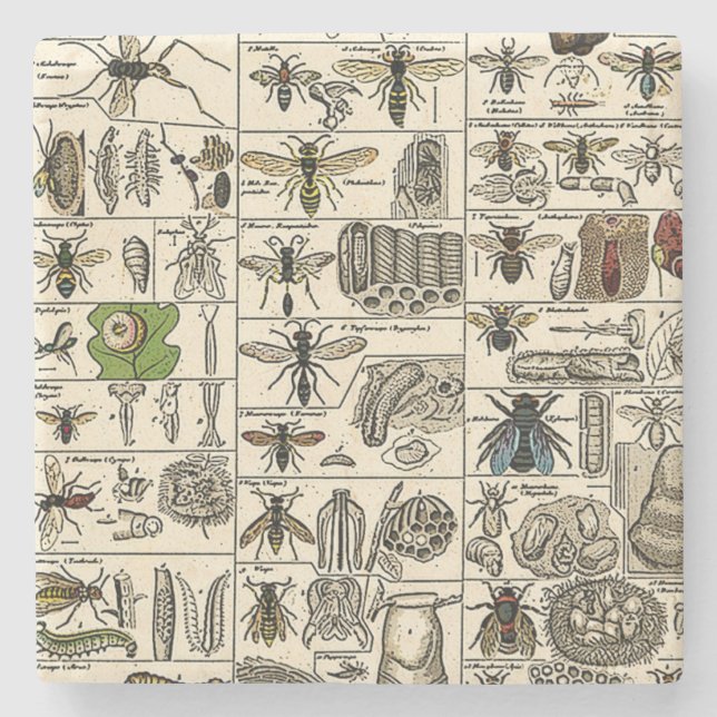 Vintage Entomologie Steinuntersetzer (Vorderseite)
