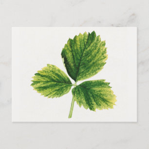 Vintage-Erdbeerblätter-Aquarellmalerei Postkarte