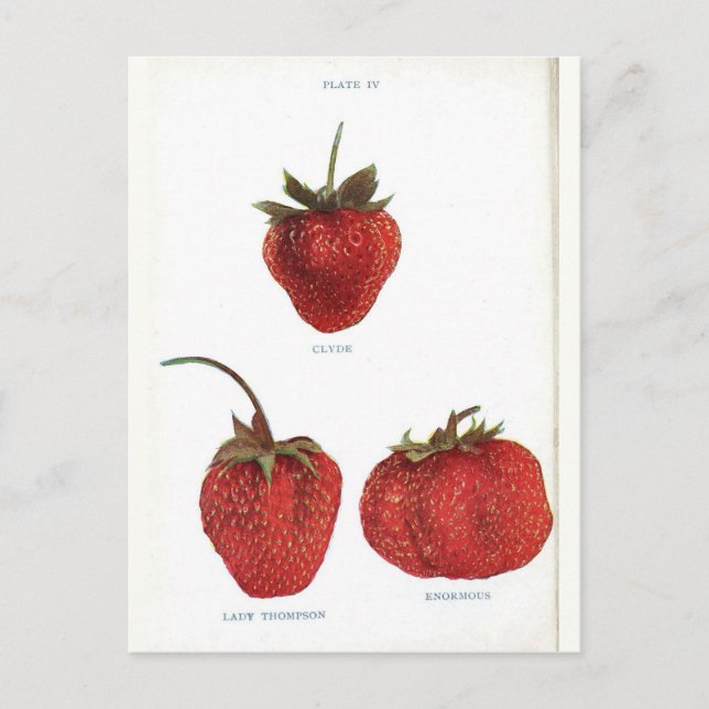 Vintage Erdbeere Botanische Schrift Postkarte (Vorderseite)