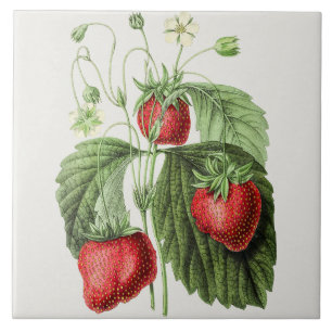 Vintage-Erdbeere-Illustration Fliese