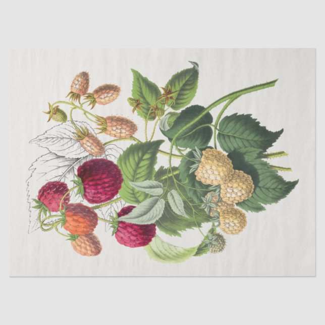 Vintage Erdbeere Seidenpapier (Vorderseite)