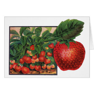 Vintage Erdbeeren, Erdbeeren-Pflanze auf einem Bau