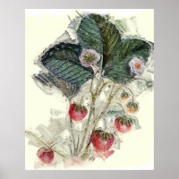 Vintage Erdbeeren Pflanze Blume Wasserfarbe