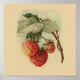Vintage Erdbeeren Poster