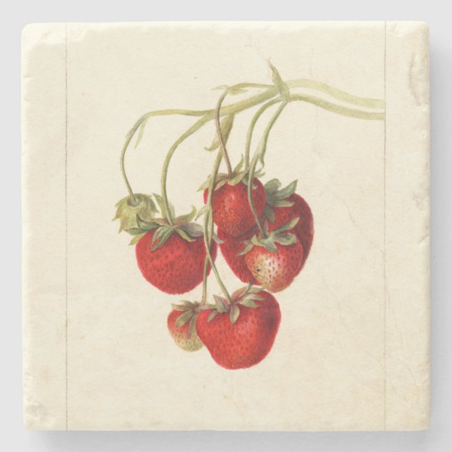 Vintage Erdbeeren Zeichnend Art Steinuntersetzer (Vorderseite)