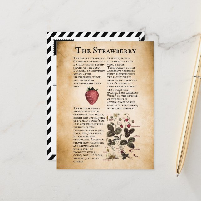 Vintage Erdbeerinformationen Postkarte (Vorderseite/Rückseite Beispiel)