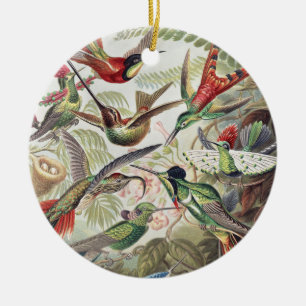 Vintage Ernst Haeckel Farbposter Kolibri Keramik Ornament