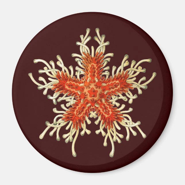 Vintage Ernst Haeckel Magnet (Vorne)