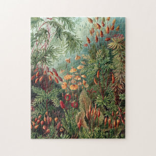 Vintage Ernst Haeckel Moos Poster