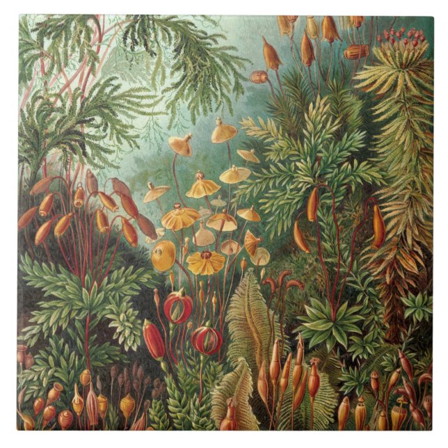 Vintage Ernst Haeckel Moose Fliese (Vorderseite)