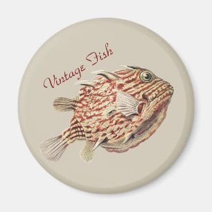 Vintage Ernst Haeckel Nautical Rote Kofferfisch Ku Magnet