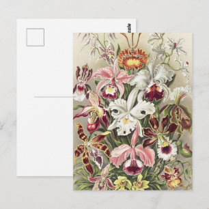 Vintage Ernst Haeckel Orchideen Botanischer Druck Postkarte
