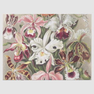 Vintage Ernst Haeckel Orchideen Botanischer Druck Seidenpapier