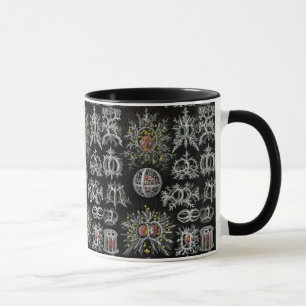 Vintage Ernst Haeckel Stephoidea Tasse