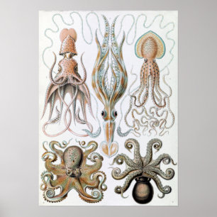 Vintage Ernst Haeckel-Tintenfisch und Octopus Poster