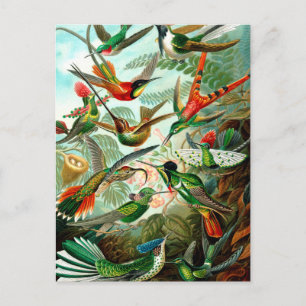 Vintage Ernst Haeckels Kunstformen der Natur, Voge Postkarte