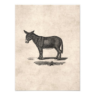 Vintage Esel-Illustration - Esel 1800's Fotodruck