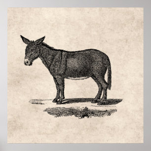 Vintage Esel-Illustration - Esel 1800's Poster