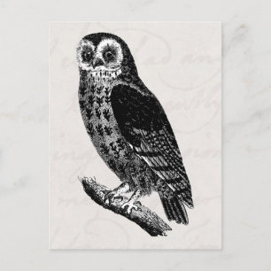 Vintage Eulenzeichnung Retro Vögel Eulen Postkarte