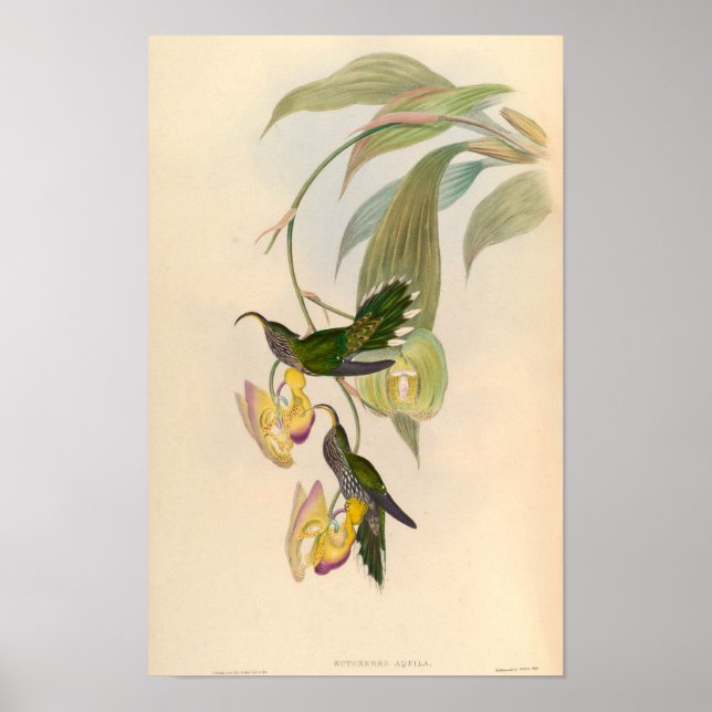 Vintage Eutoxeres Aquila Hummingbird Illustration Poster (Vorne)
