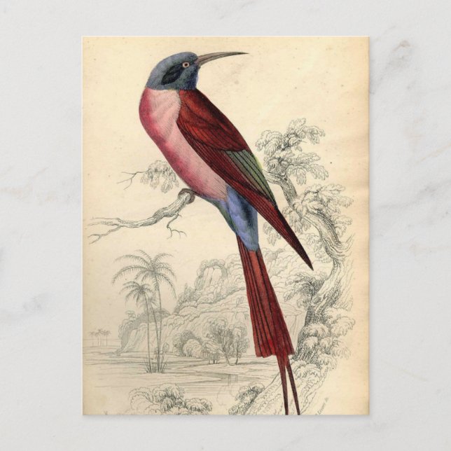 Vintage Exotischer Vogel Postkarte (Vorderseite)