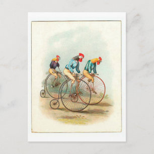 Vintage Fahrradposter, Pennyfarthing-Hähne Postkarte