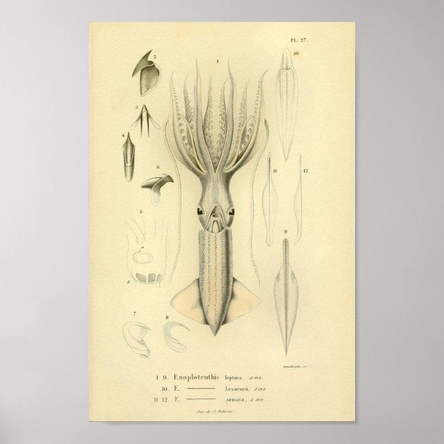 Vintage Farbdruckkunst 1845 Tintenfisch Poster (Vorne)