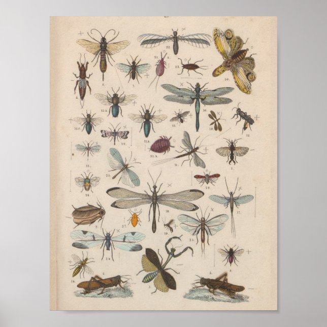 Vintage Farbgeflügelte Insekten drucken Poster (Vorne)