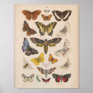 Vintage Farbschmetterlingsmotive drucken Poster
