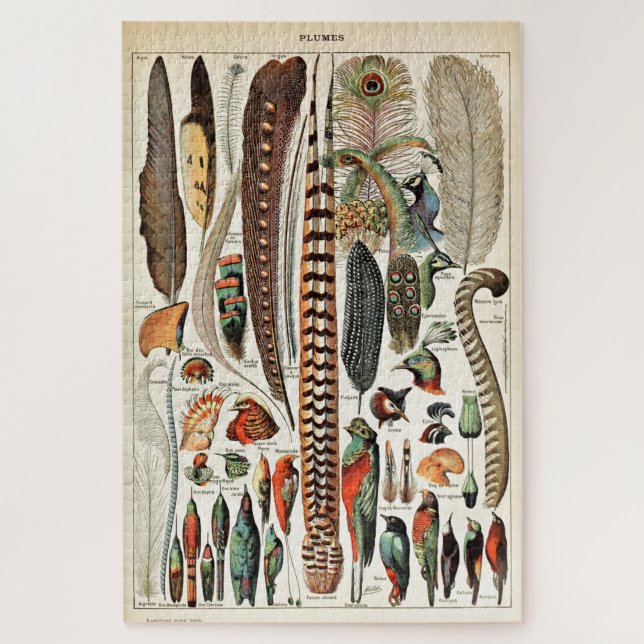 Vintage Feathers Birds Alte Illustration Kunst (Vertikal)
