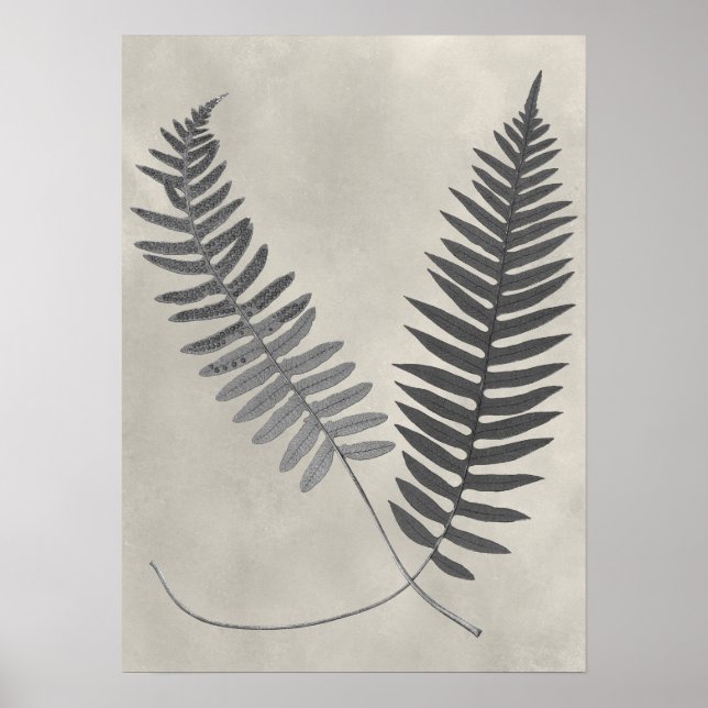 Vintage Ferns Poster (Vorne)