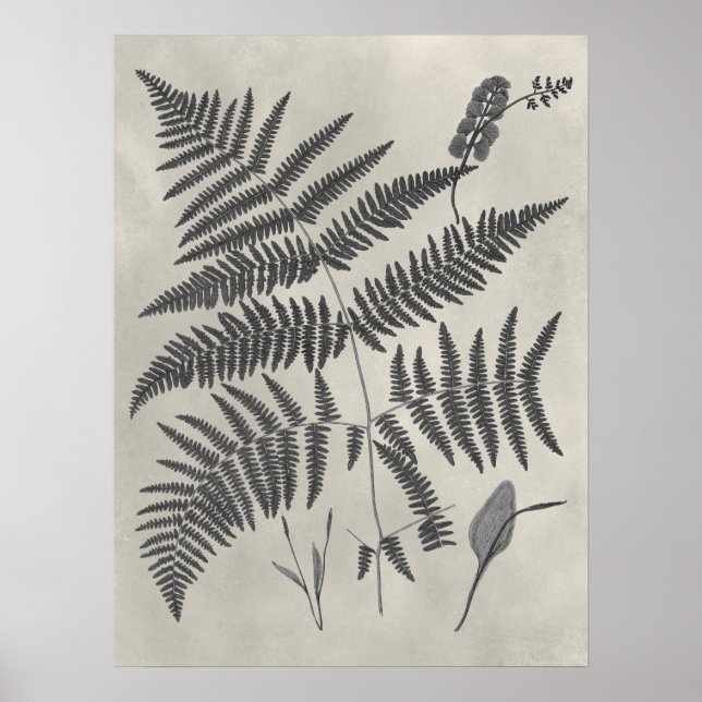 Vintage Ferns Poster (Vorne)