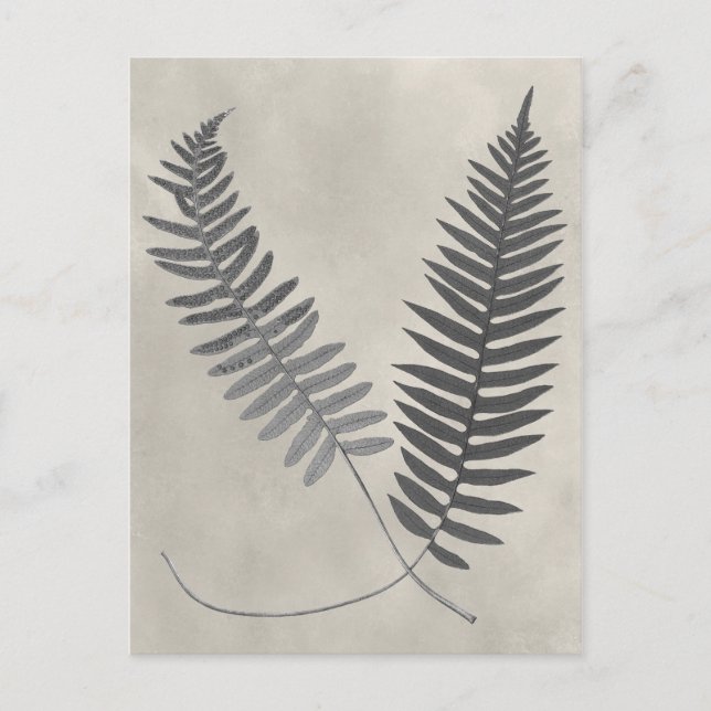 Vintage Ferns Postkarte (Vorderseite)